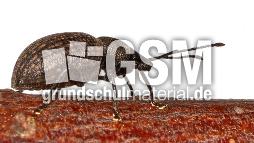 Kompakter Dickmaulrüssler (8).jpg